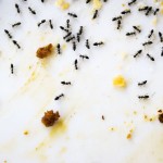 Pest-control-in-Edmond-OK