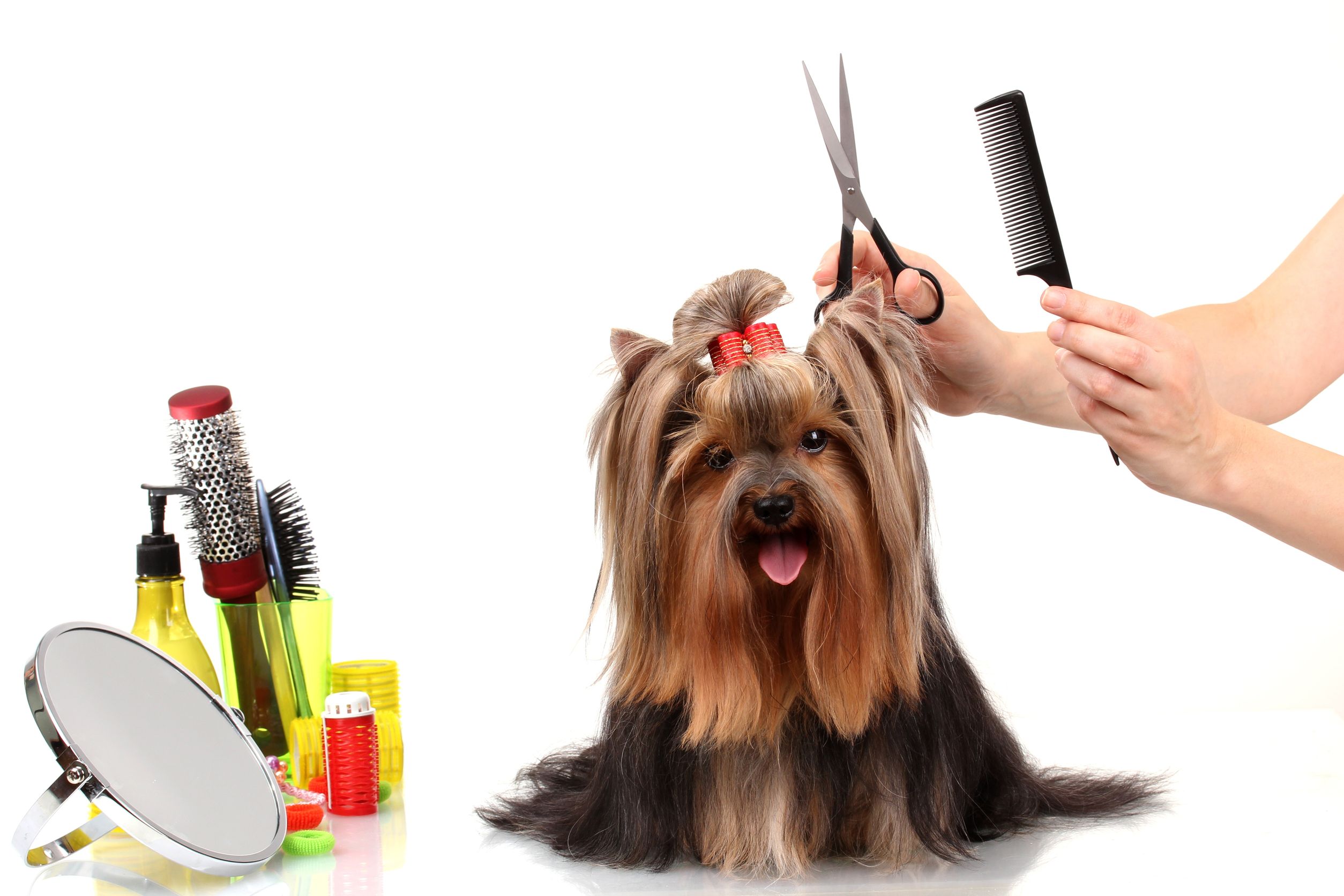 Training, Boarding and Pet Grooming in Pennsylvania