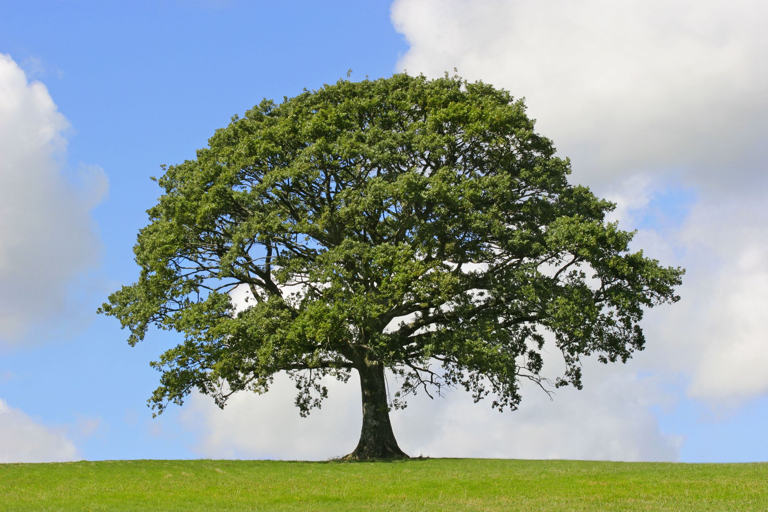 How an Arborist in Weston Extends the Lives of Important Trees