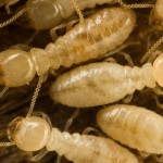 Prevention and Termite Control in Oceanside