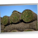 sod rolls