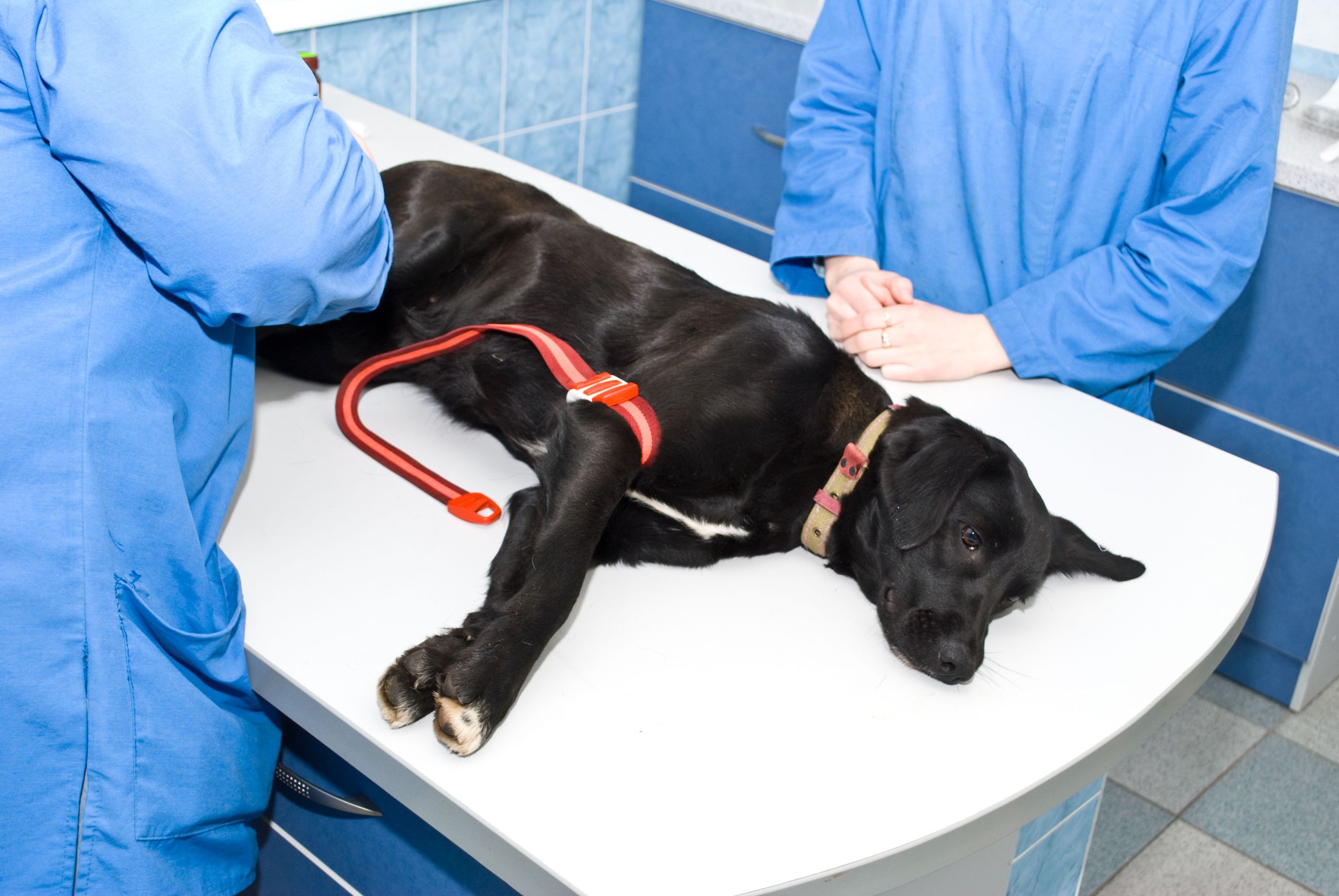 High Quality Pet Care from a Pet Care Hospital