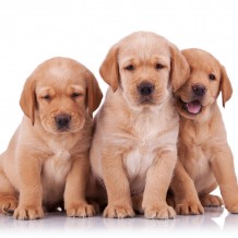 What Happens if There is a Fight at Doggy Daycare?