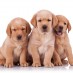 What Happens if There is a Fight at Doggy Daycare?