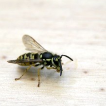 5 Common Pest Control Measures Used by Exterminators in Tampa
