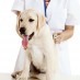 Pet Medical Treatment in Alexandria, VA Can Relieve Your Pet’s Suffering From Allergies