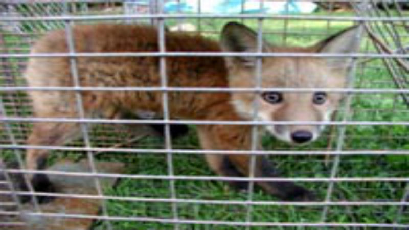 Remove Potential Hazards by Controlling the Honey Bee Swarm in Westerville OH