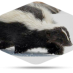Squirrel Removal in Reynoldsburg: Efficient and Effective Rodent Control