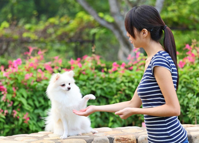 Will Puppy Training Classes in Chicago Really Make a Difference?