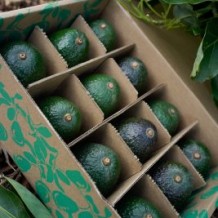 An Ancient Superfood – Bulk Organic Avocados In Carpinteria, CA