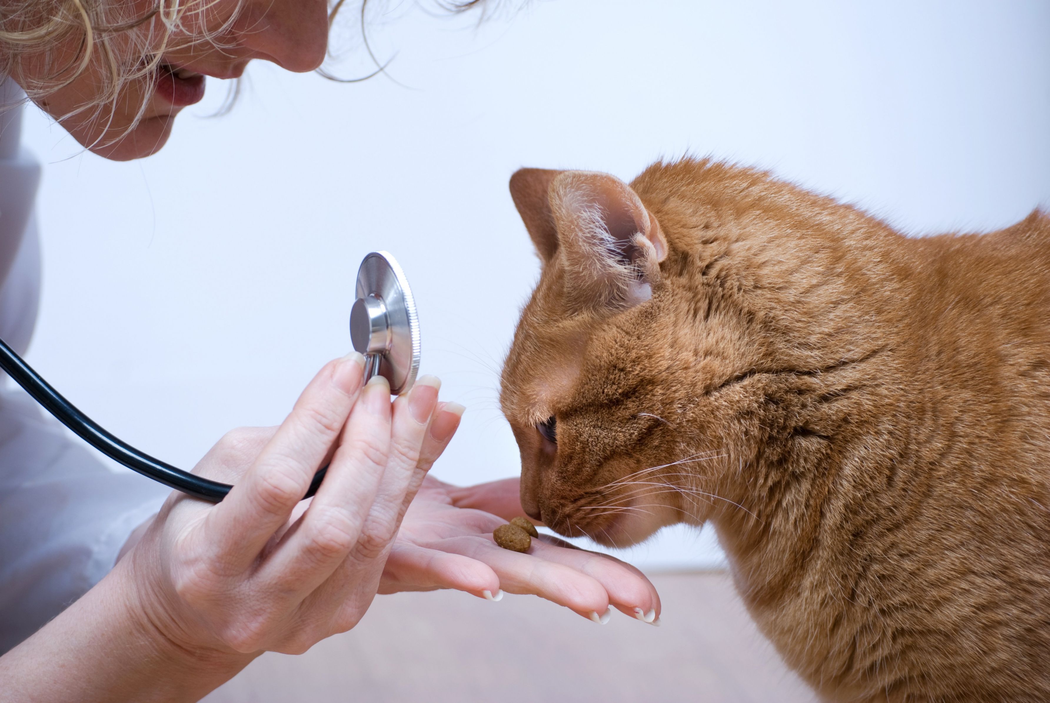 The Various Services You Can Get with Animal Welness Care in Scottsdale, Arizona