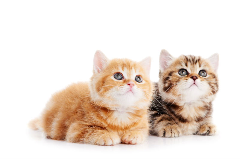 Three Reasons to Use Cat Grooming Services
