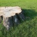 Why Hire a Tree Service for Stump Removal?