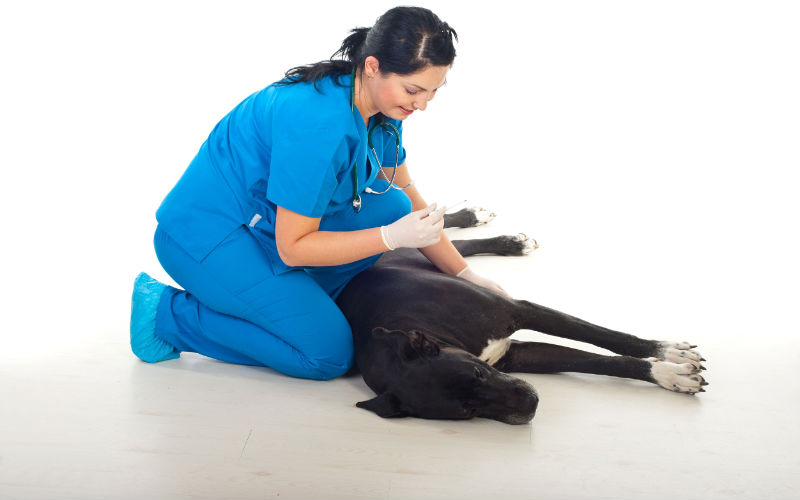 4 Things To Look For In A Vet in Roswell