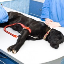 Do You Need a Vet Clinic in Richmond, TX?