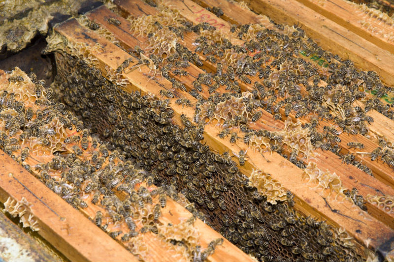 What to Do About a Honey Bee Swarm in Columbus, OH
