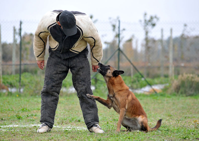 Benefits of Professional Dog Training In Omaha NE