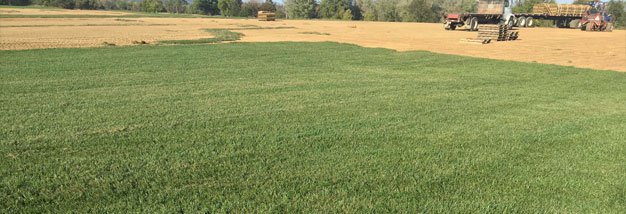 The Absolute Basics of Turfgrass Maintenance in Ashburn VA