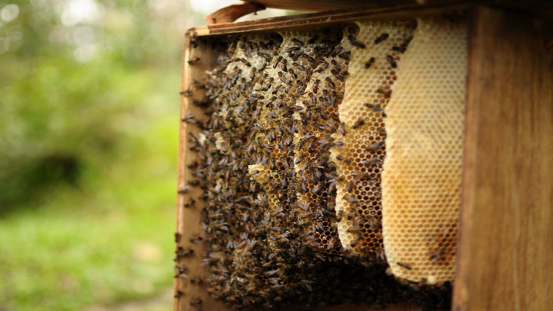 What Do You Do About a Honey Bee Swarm in Westerville OH?