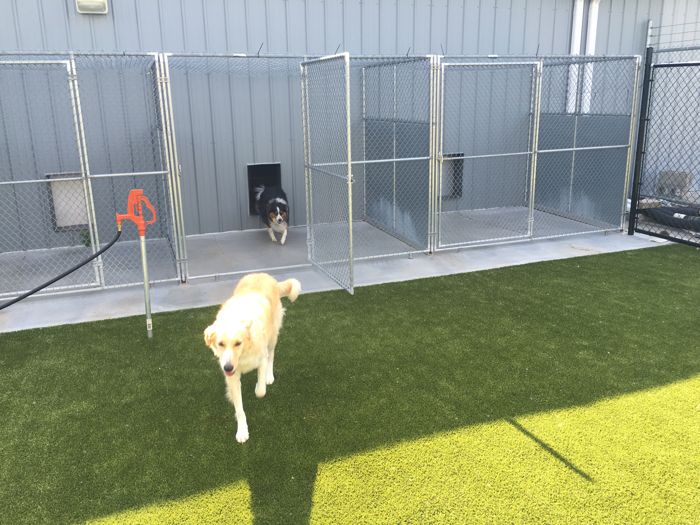 How Proper Dog Training In Omaha NE Can Eliminate The Most Common Behavioral Problems