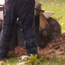 Stump Grinding Services In St. Paul MN Have Much to Offer Homeowners