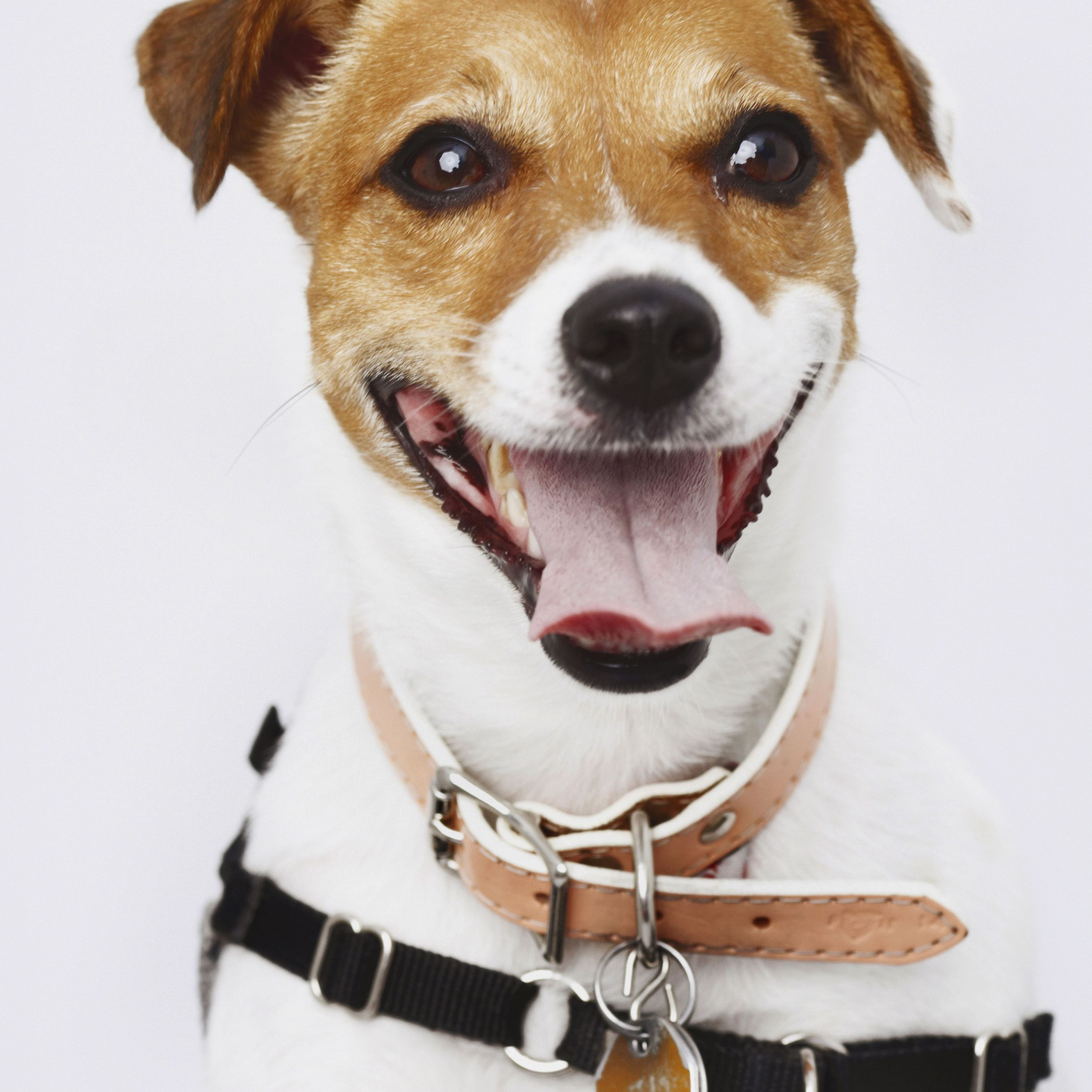 Get Your Pet the Care They Need with the Best Pet Boarding Services in Lorton, VA