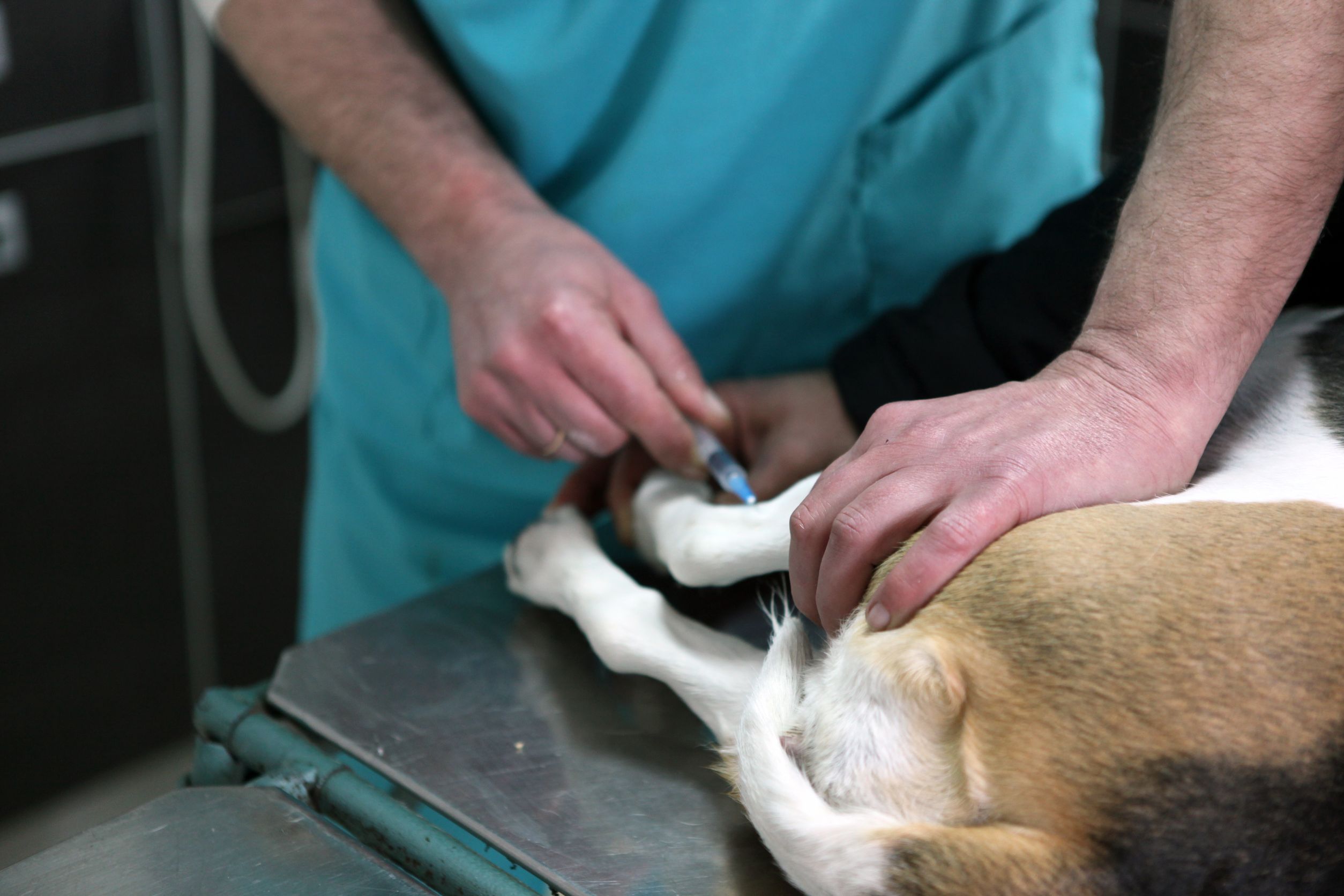 Key Services You Can Expect at a Veterinarian Hospital Roseville CA