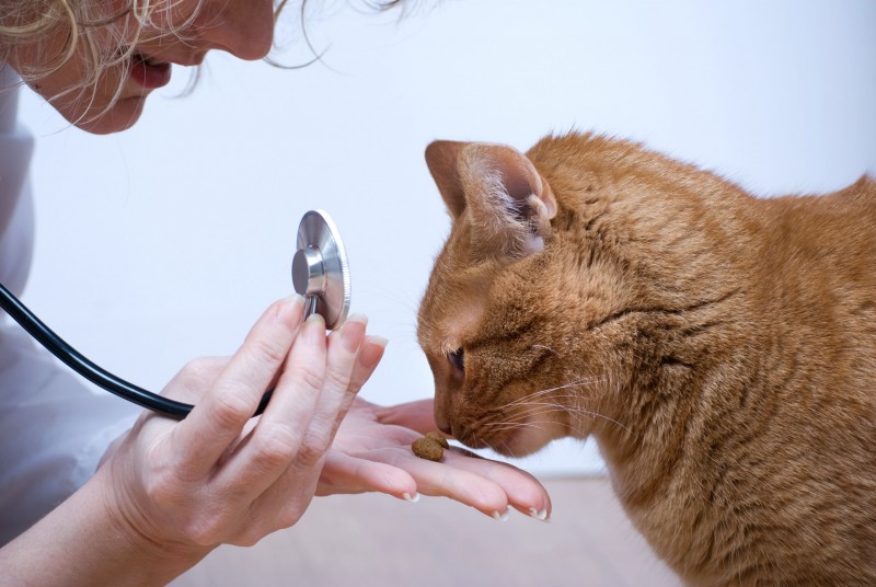 Get Your Pets the Care They Need at an Animal Clinic in Alexandria