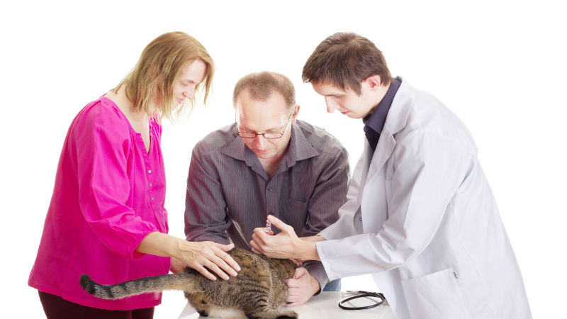 Give Your Pet Quality Care with the Best Animal Doctor in Timonium, MD