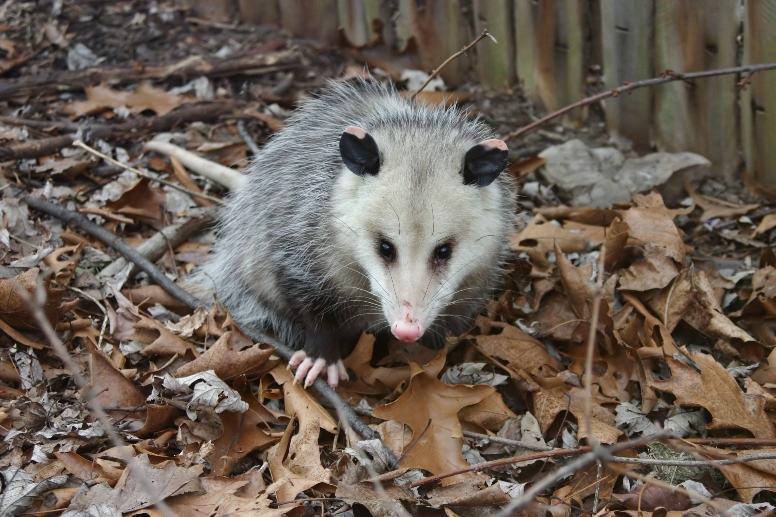 The Importance of Hiring a Professional for Opossum Removal in Reynoldsburg