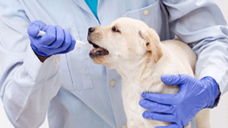 Animal Care: The Key Benefits of Visiting Your Local Veterinarian in Sugar Land