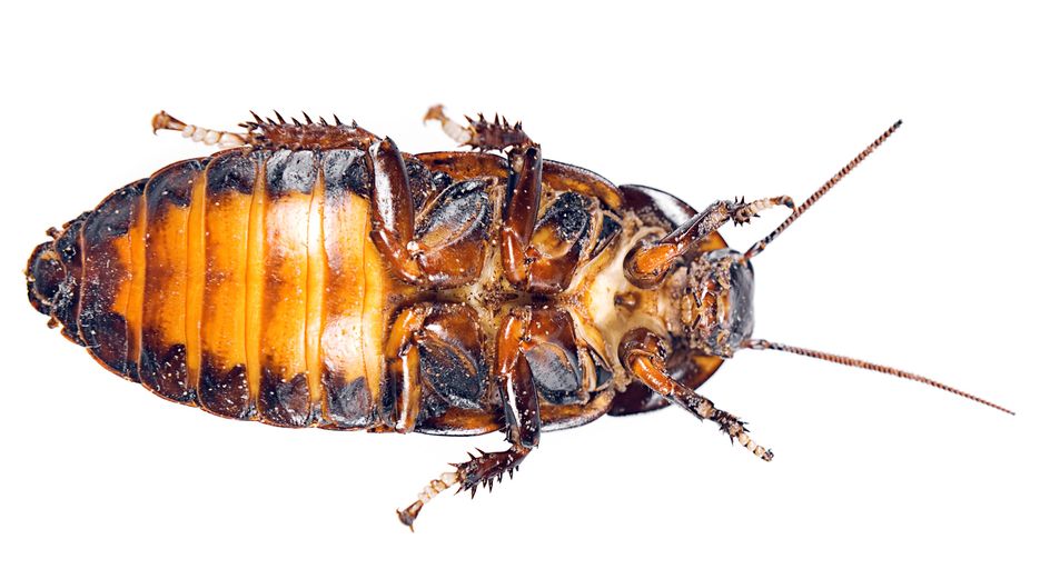 Reasons to Hire Roaches Extermination Services Mililani