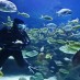 Why a Private Dive Is the Best Scuba Diving in Maui