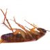 Why You Need Roaches Treatment in Kapolei