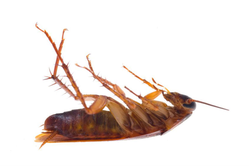 Why You Need Roaches Treatment in Kapolei