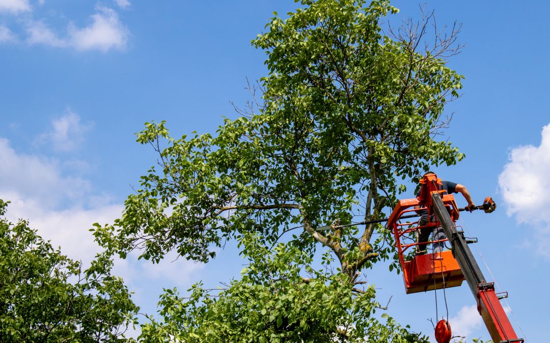 Benefits of Hiring Tree Trimming Services Las Vegas, NV for Healthy Urban Trees