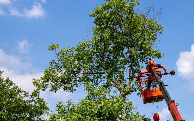 Benefits of Hiring Tree Trimming Services Las Vegas, NV for Healthy Urban Trees