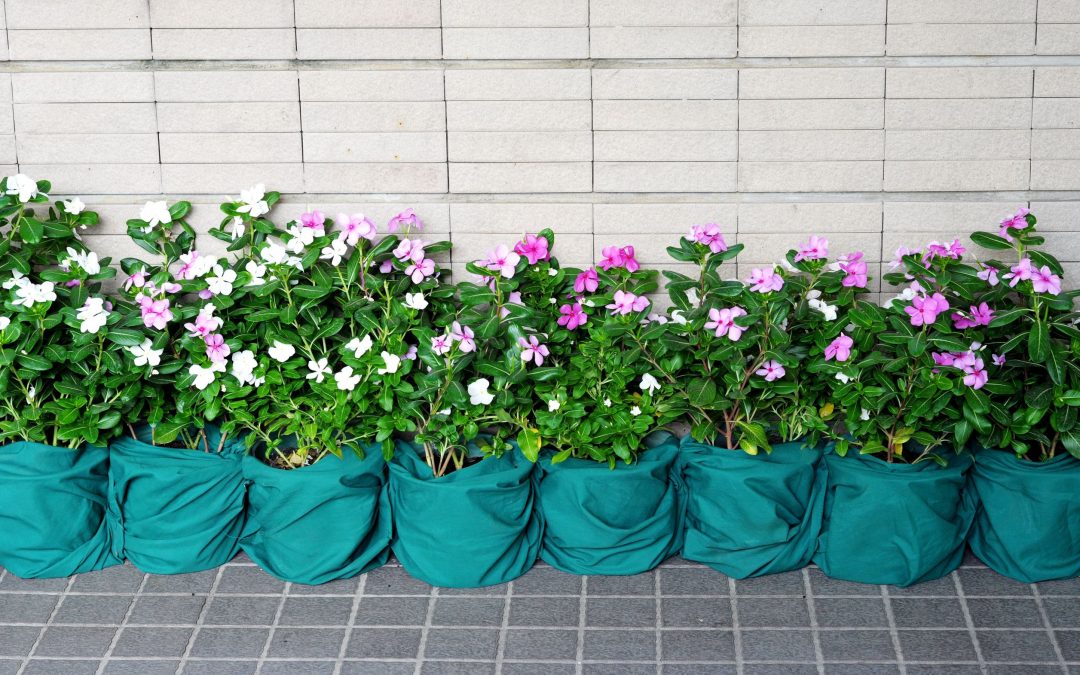 Flourishing Green Spaces: Adopt House Plants in Pensacola, FL, for Your Space