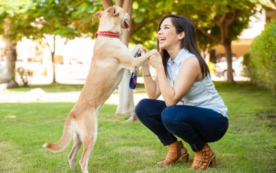 Why Your Pet Needs Aggression Training For Dogs Las Vegas NV for Lasting Behavior Change