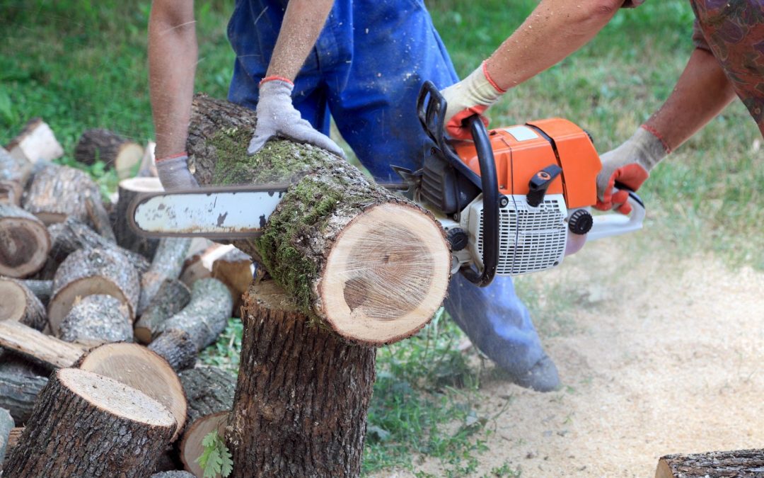 Transform Your Property with Fast and Effective Tree Stump Removal in Wasilla, AK