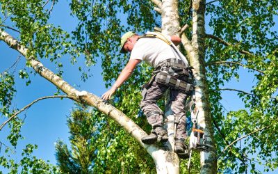 Affordable options for keeping trees healthy through expert tree cutting Monterey, Ca