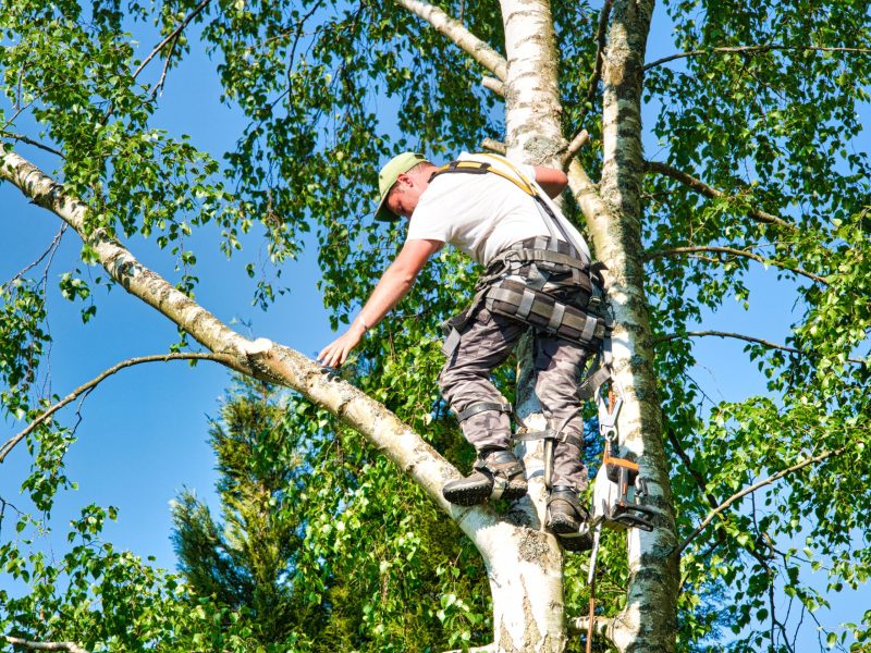 Affordable options for keeping trees healthy through expert tree cutting Monterey, Ca