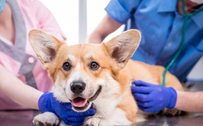 How Veterinary Care Chicago, Il Provides Peace of Mind for Pet Owners