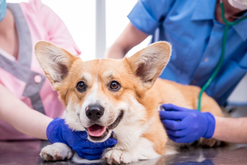 How Veterinary Care Chicago, Il Provides Peace of Mind for Pet Owners