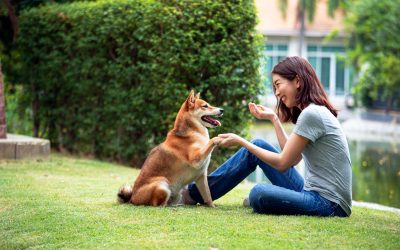 Unleash Better Behavior with Experienced Dog Trainers in Boca Raton FL Residents Trust Most